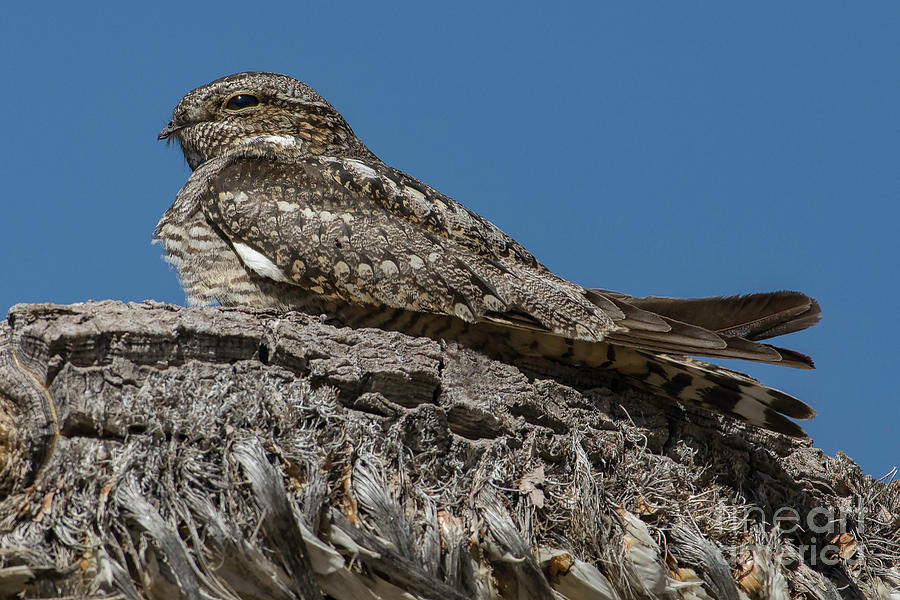 Hawk Photograph - Common Nighthawk by Lisa Manifold