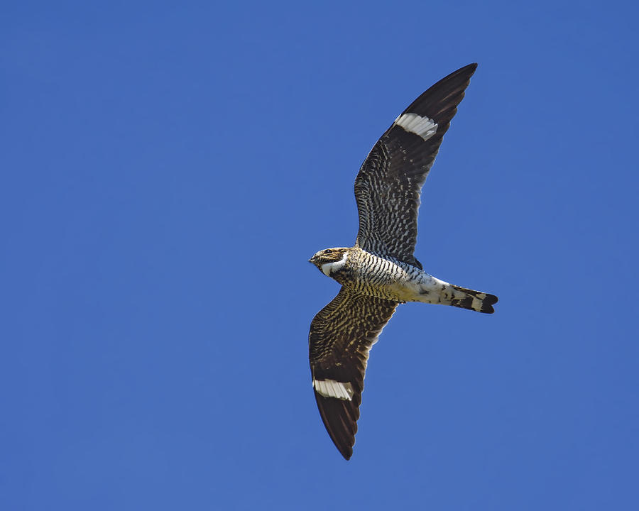 Hawk Photograph - Common Nighthawk by Tony Beck