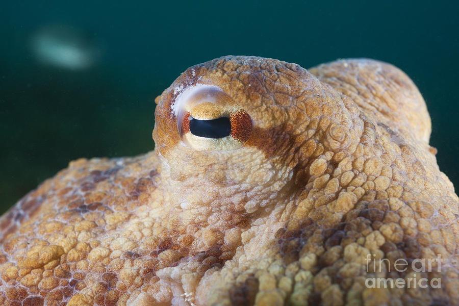 Common Octopus Eye Photograph by Reinhard Dirscherl