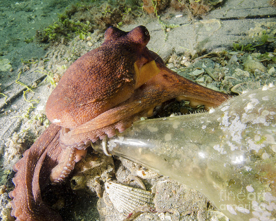 Common Octopus Protecting A Bottle Photograph