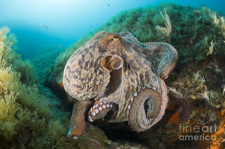 Common Octopus Photograph by Reinhard Dirscherl