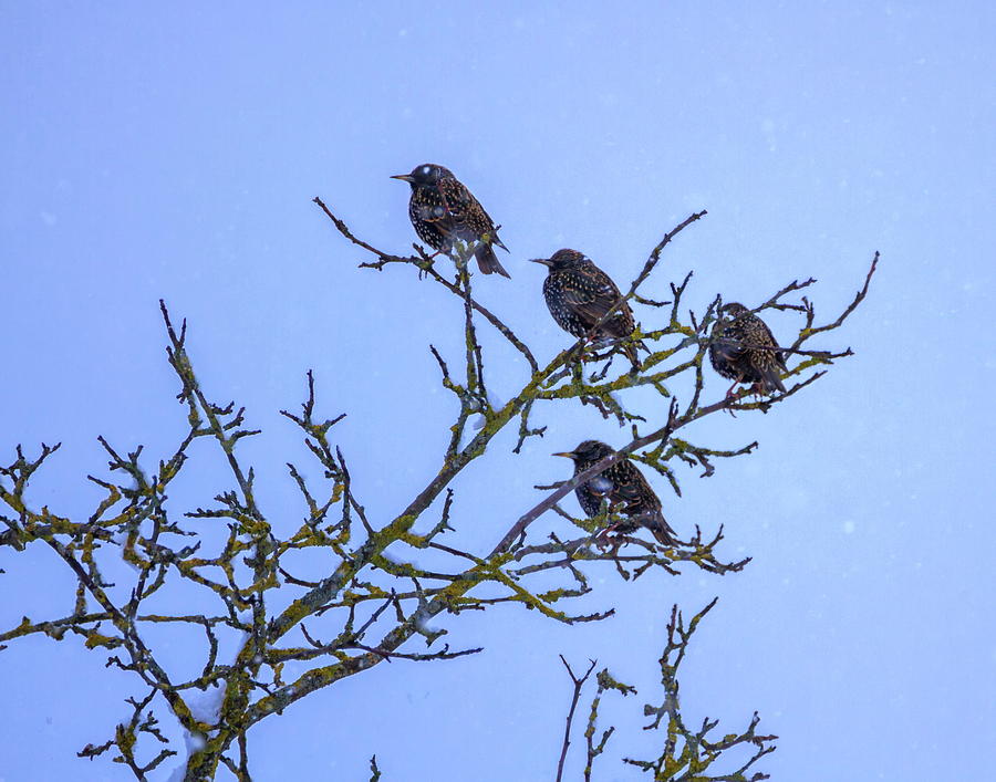 Common or european starling birds, sturnus vulgaris Photograph by Elenarts - Elena Duvernay photo