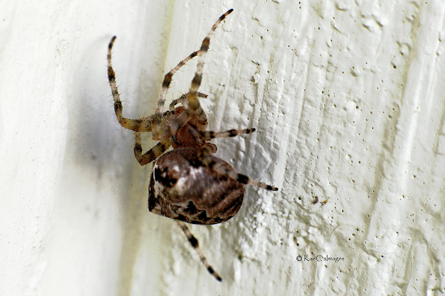 Common Orb Weaver Spider Photograph by Kae Cheatham