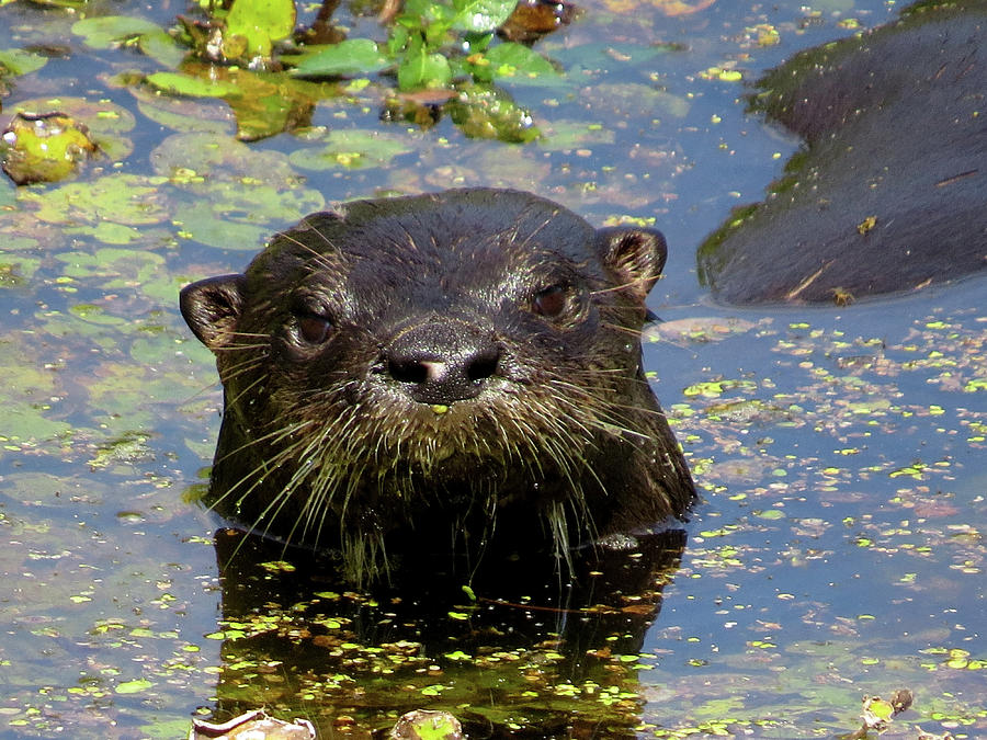 Common Otter Photograph by Jason King