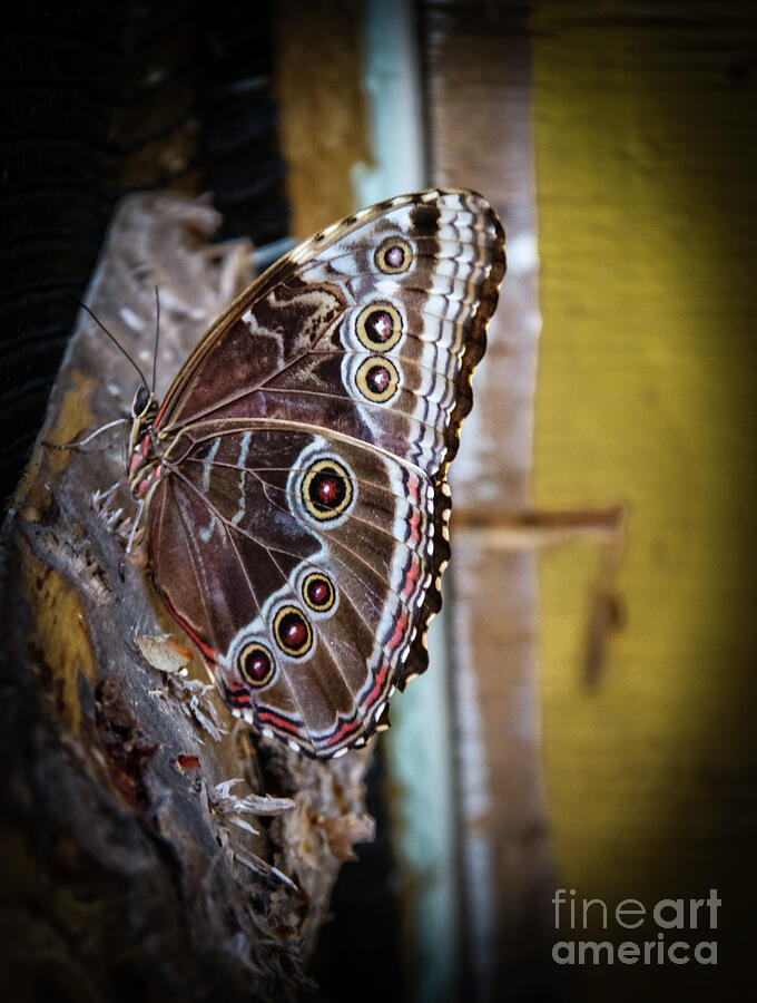 Common Owl Butterfly Photograph by Robert Bales - Fine Art America