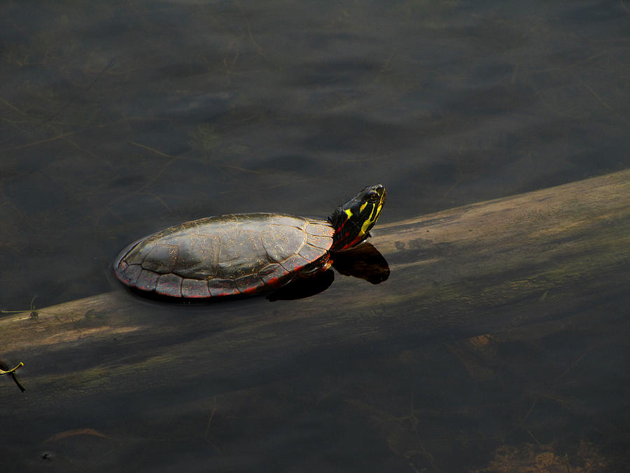 Common Painted Turtle Photograph by Scott Hovind