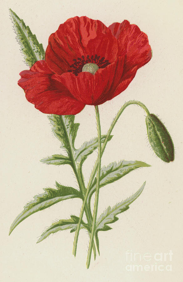 Common Poppy Painting by Frederick Edward Hulme