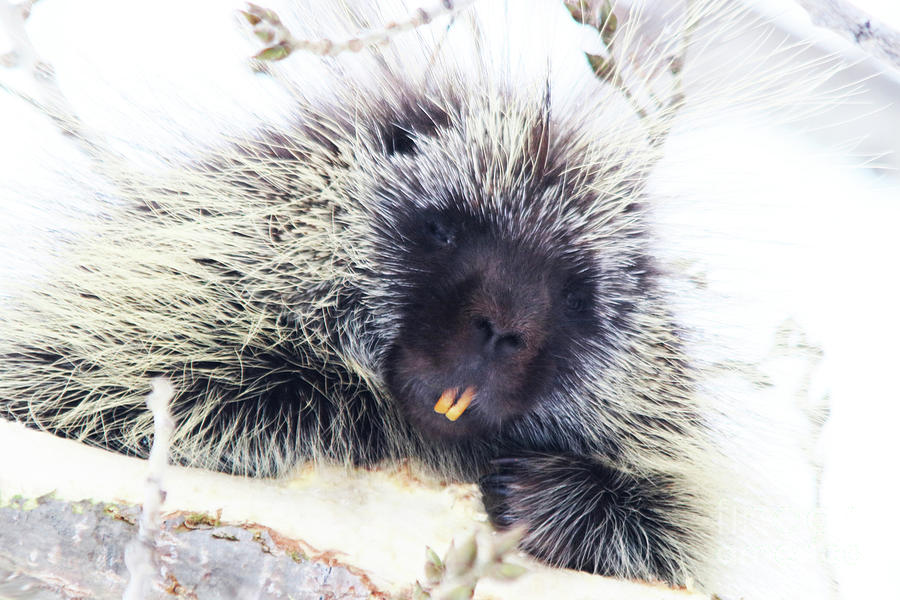 Common Porcupine Photograph by Alyce Taylor