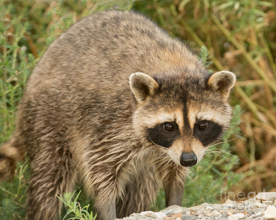 Common Raccoon Photograph by Dennis Hammer