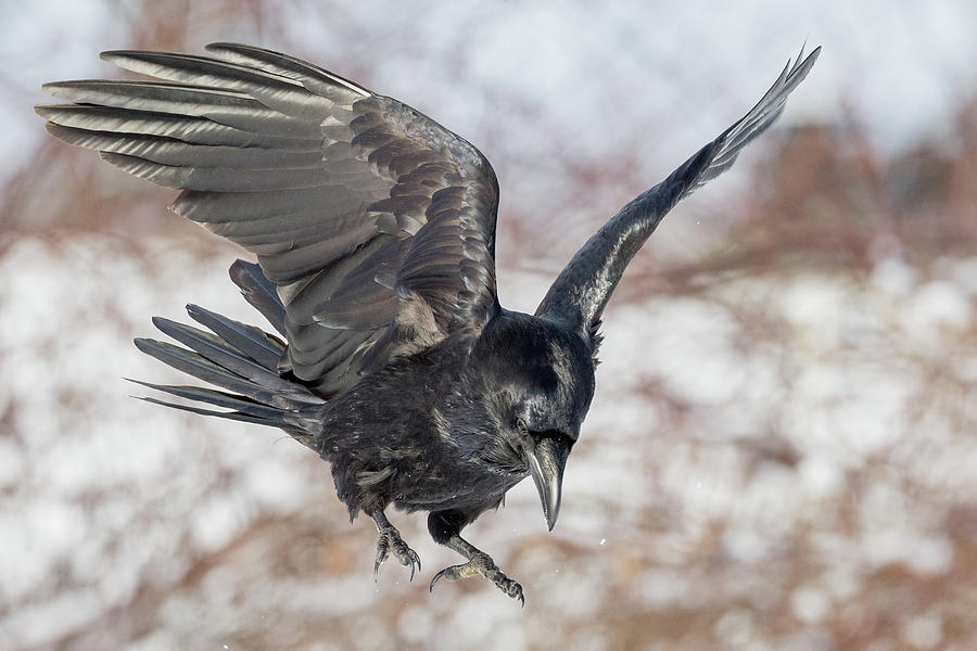 Common Raven Photograph by Bill Wakeley