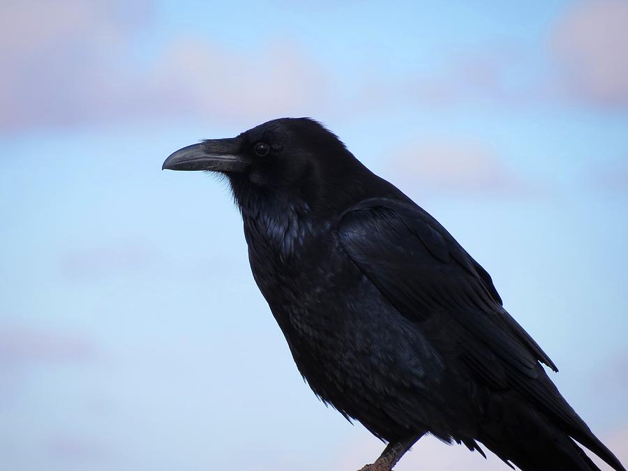 Common Raven Photograph by Connor Beekman