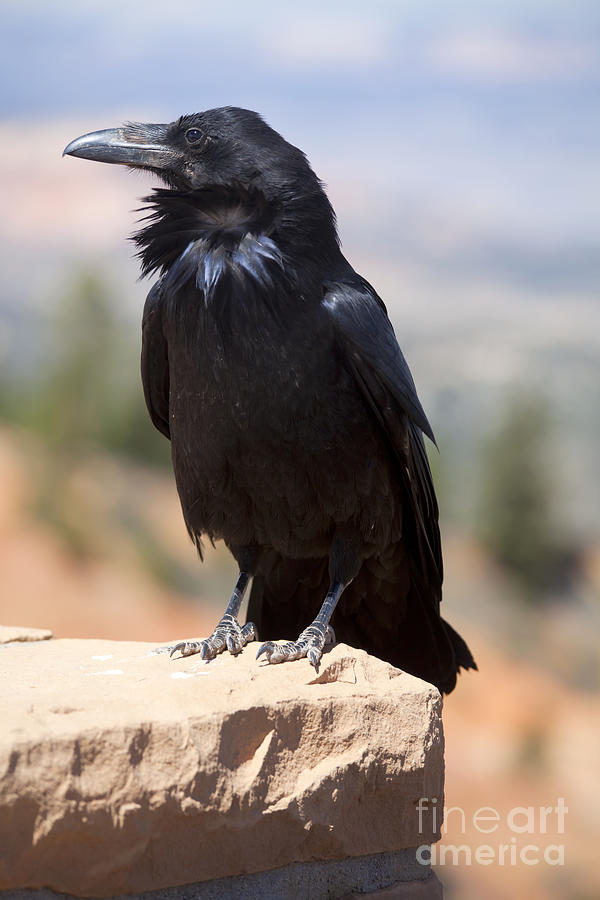 Common Raven - Corvus corax Photograph by Anthony Totah