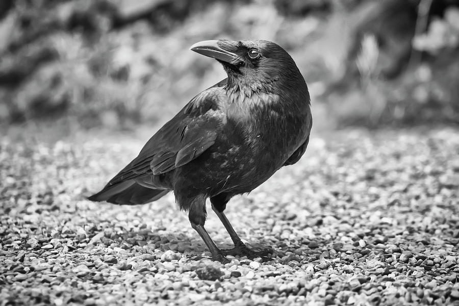 Common raven, corvus corax Photograph by Elenarts - Elena Duvernay photo