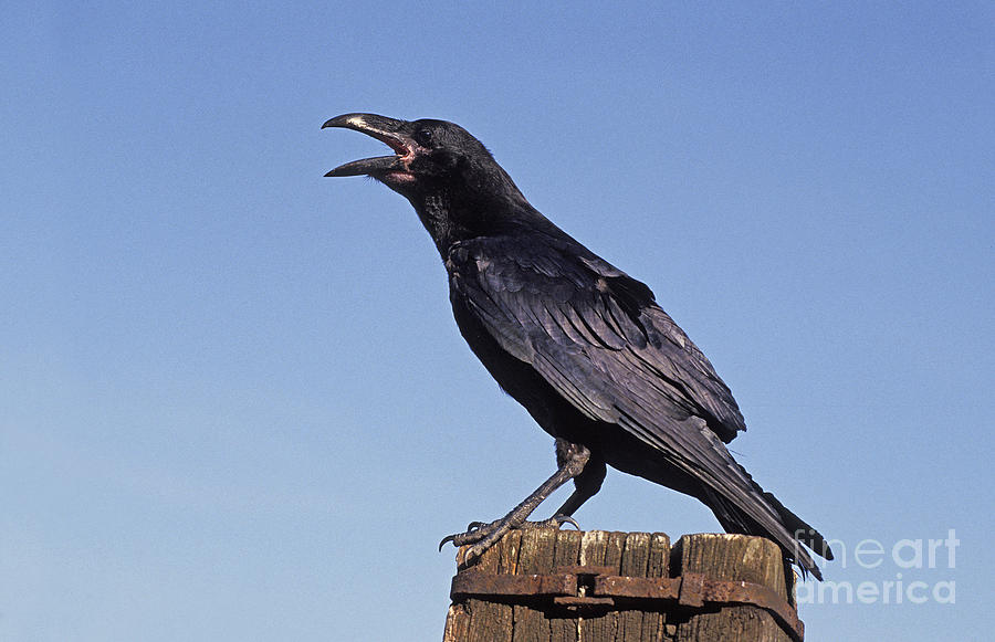 Common Raven Corvus Corax Photograph by Gerard Lacz