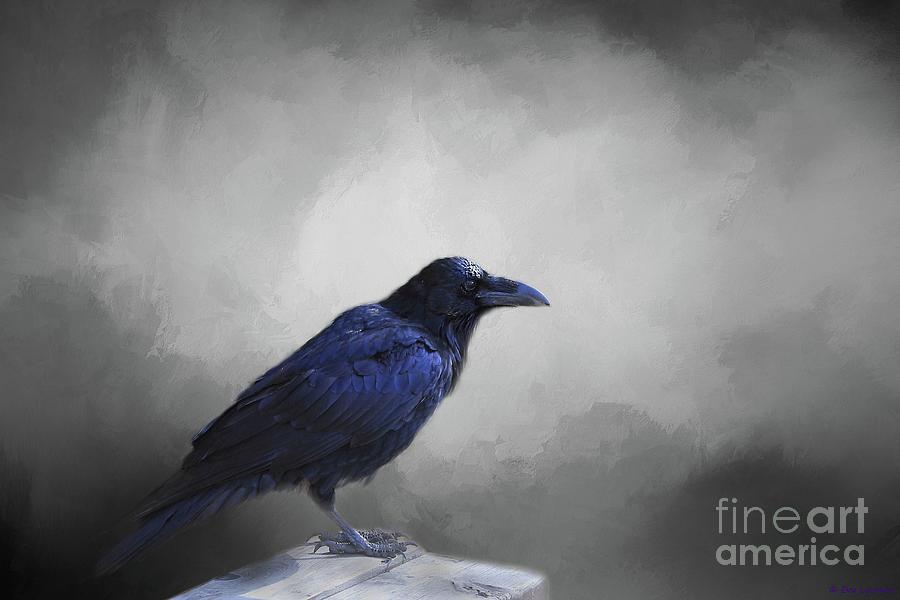 Raven Photograph - Common Raven by Eva Lechner