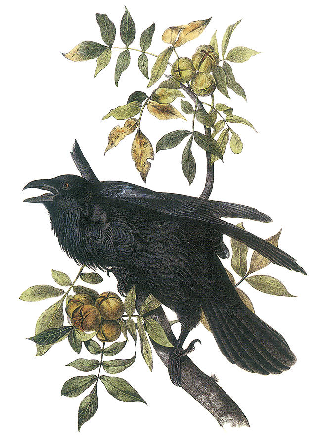 John James Audubon Painting - Common Raven by John James Audubon
