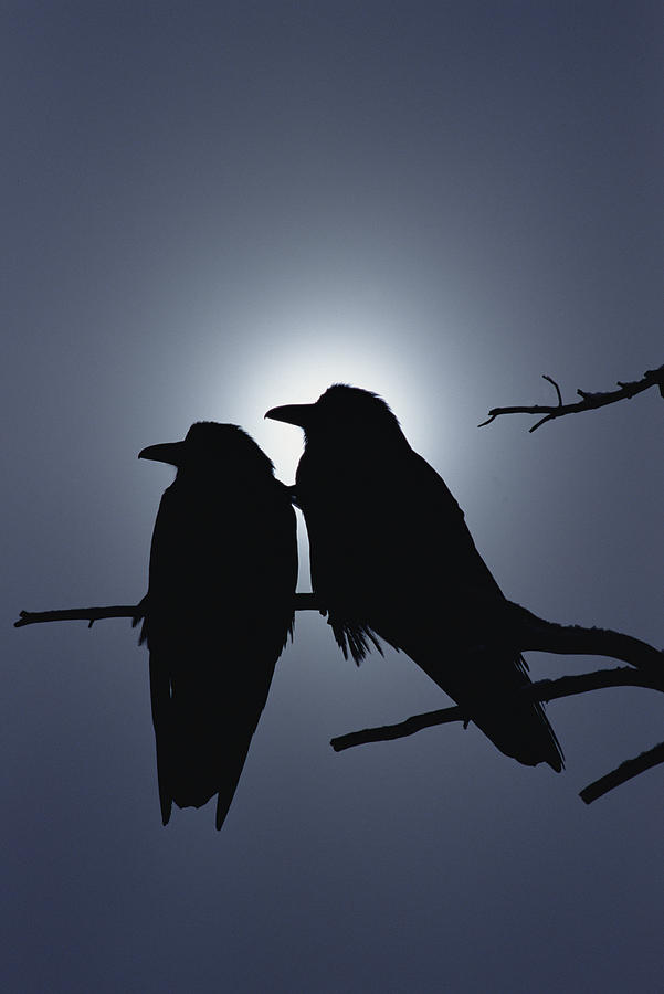 Common Raven Pair Perching Photograph by Michael Quinton
