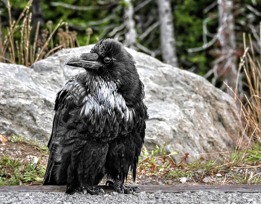 Common Raven  National Geographic