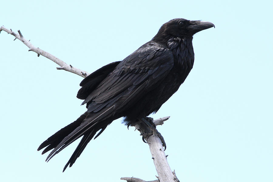 Common Raven Yellowstone USA Photograph by Bob Savage