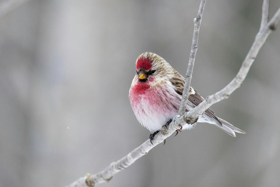Common Redpoll 1 Photograph by Brook Burling