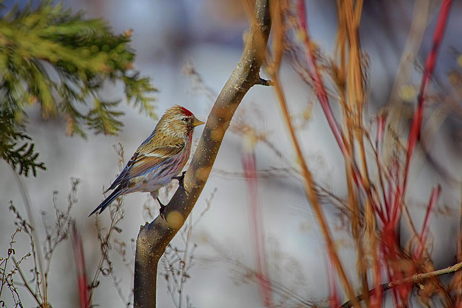 Common Redpoll 2 Photograph by Gary Hall