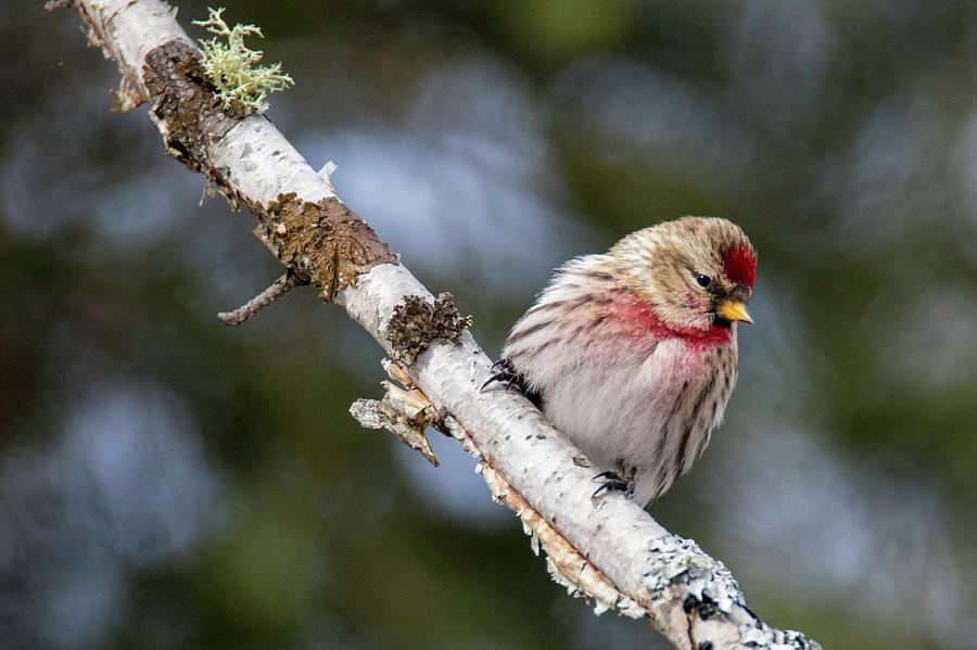 Common Redpoll Photograph by Brook Burling