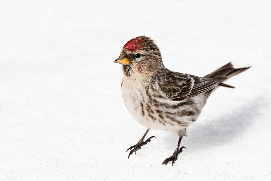 Common redpoll- Sizerin flamme - Acanthis flammea Photograph by Nature and Wildlife Photography