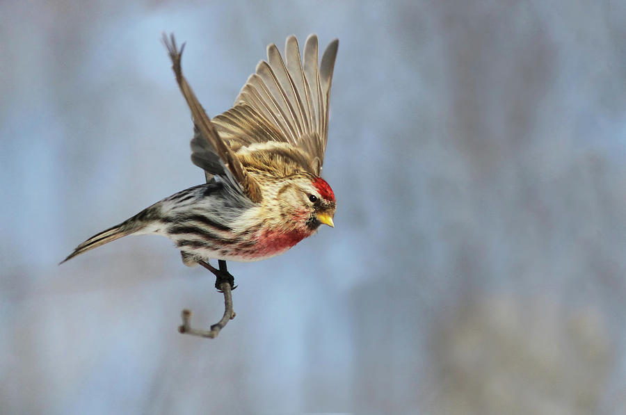 Common Redpoll in flight Photograph by Mircea Costina Photography - Pixels