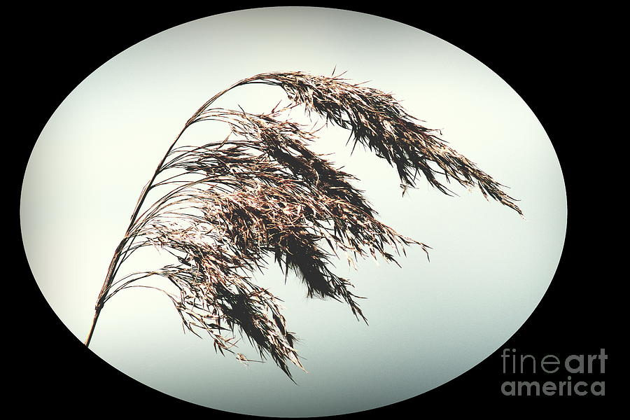 Common Reed Photograph by Esko Lindell