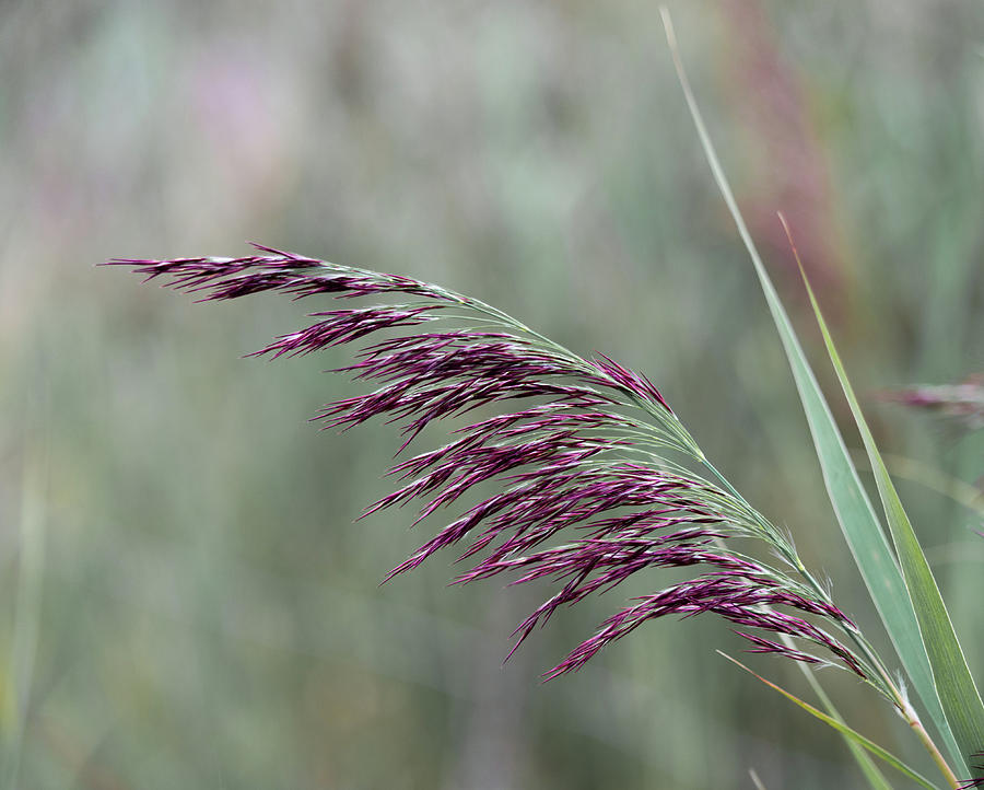 Common reed flower stalk Photograph by Scott Lyons
