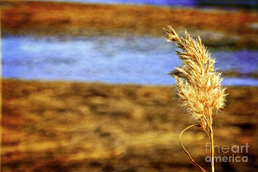 Common Reed Salt Marsh Photograph