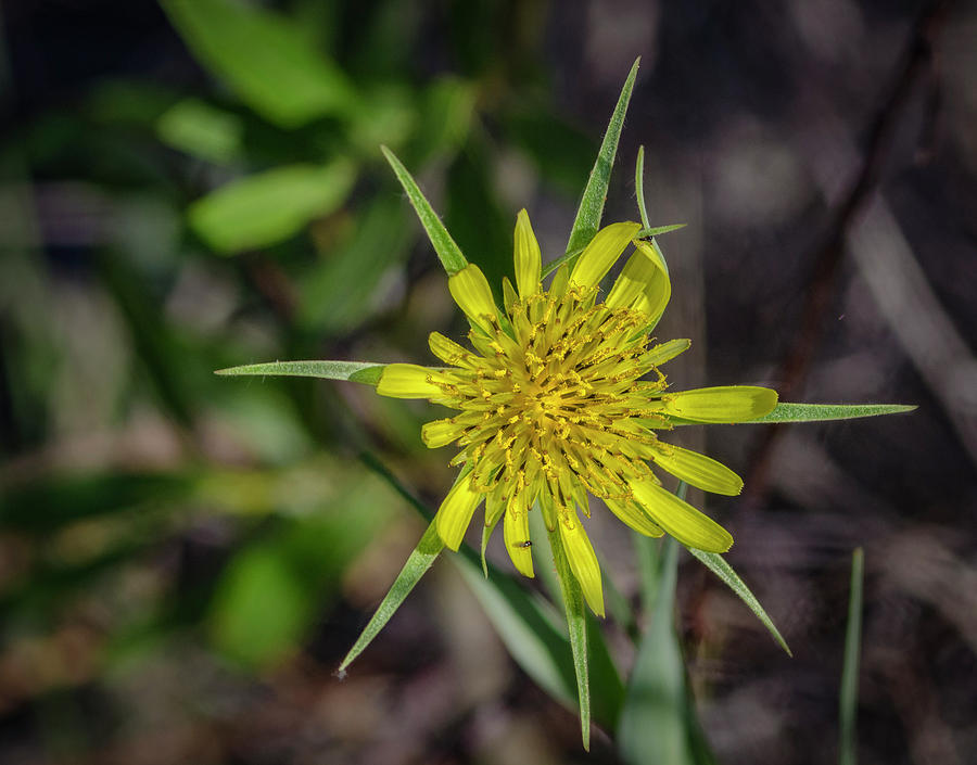 Common Salsify 2 Photograph by Rick Mosher