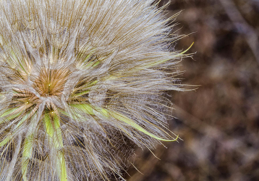 Common Salsify Photograph by Rick Mosher