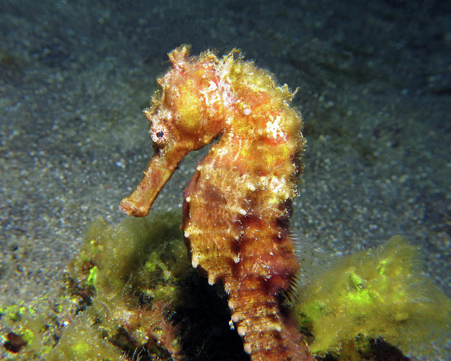 Common Seahorse, Lembeh Strait, Indonesia Photograph by Pauline Walsh Jacobson