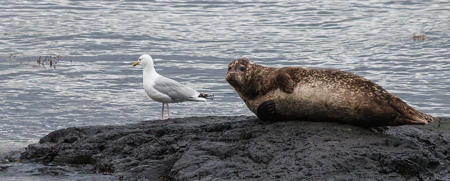 Common Seal and the Gull Photograph by Wendy Cooper