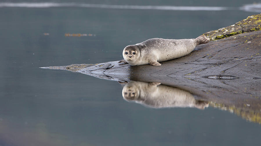 Common Seal Reflects Photograph by Pete Walkden