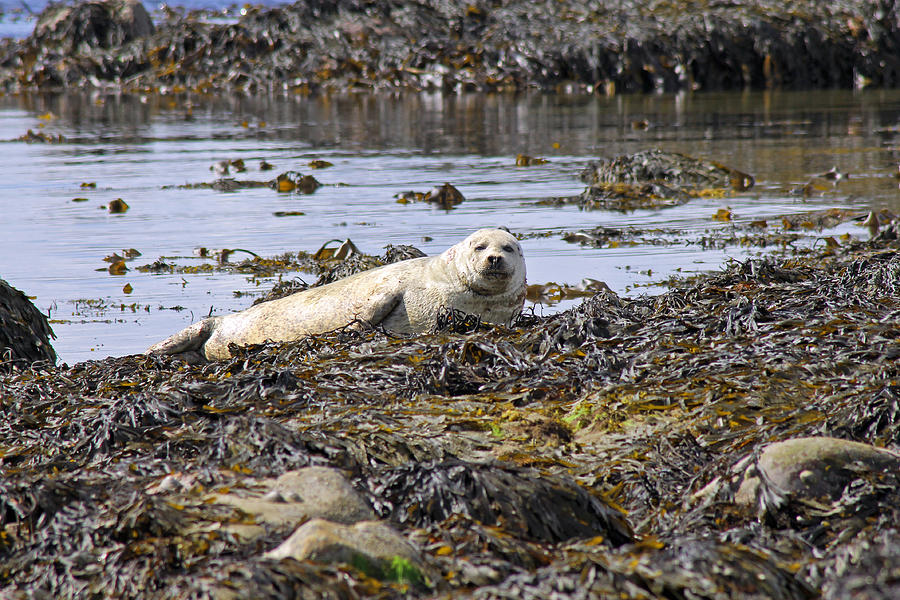 Common Seal Photograph by Tony Murtagh