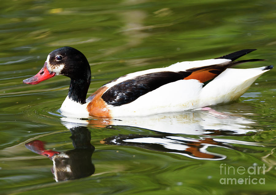 Common Shelduck Photograph by Colin Rayner