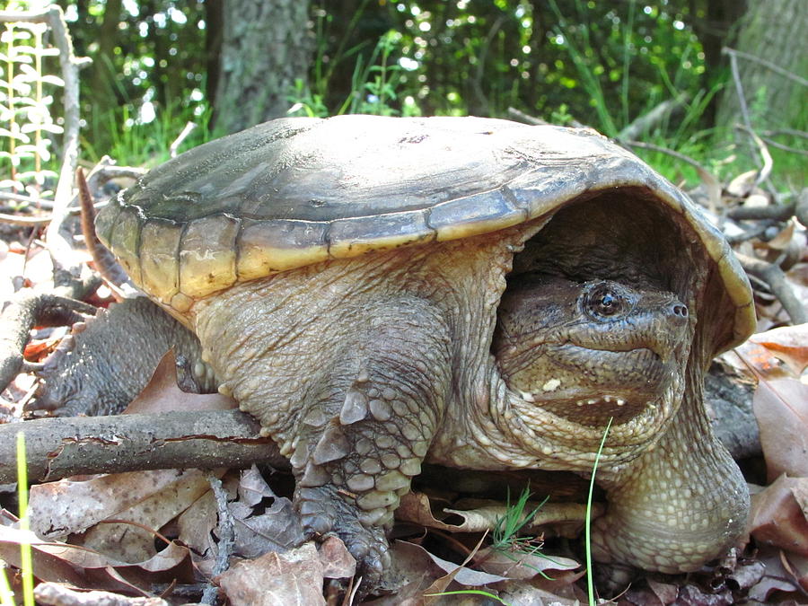 Common Snapping Turtle Photograph by Wondering Eye | Pixels