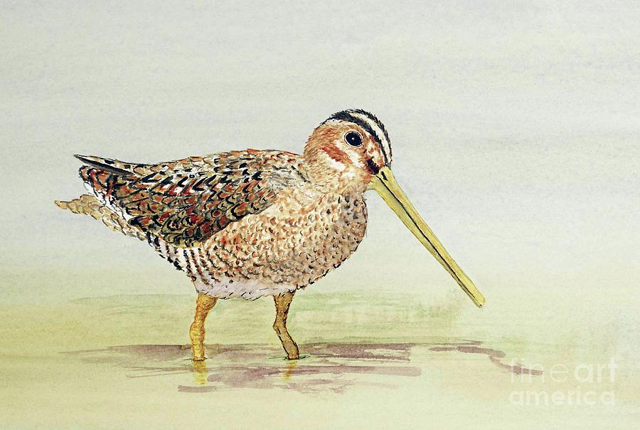 Common Snipe Wading Painting by Thom Glace