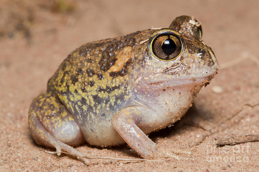 Common Spadefoot Toad Photograph by B.G. Thomson