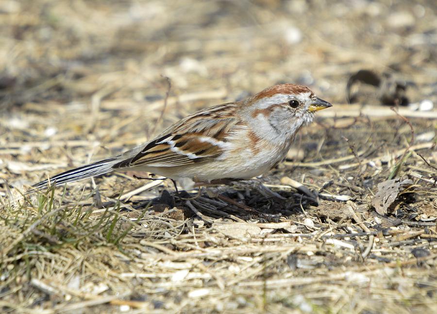 Common Sparrow Photograph by Bonfire Photography