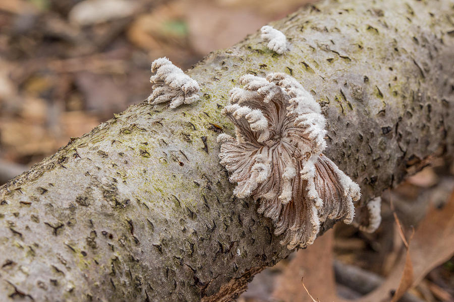 Common Split Gill Mushroom - Schizophyllum commune Photograph by Carol Senske