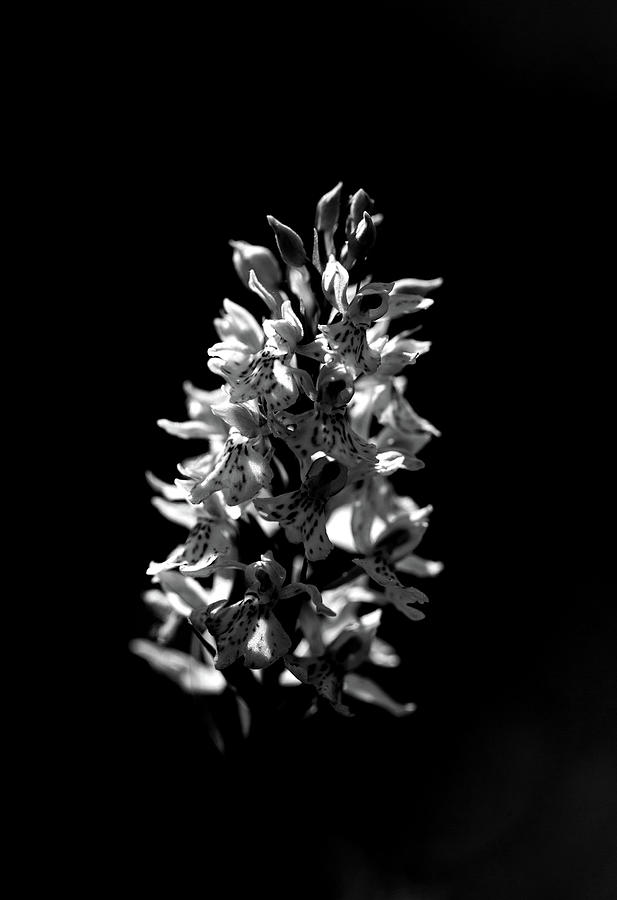 Common Spotted Orchid In Black And White Photograph by Pete Walkden
