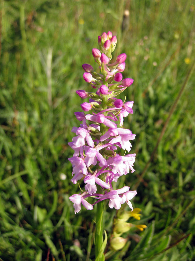 Orchid Photograph - Common Spotted Orchid by John Quinn