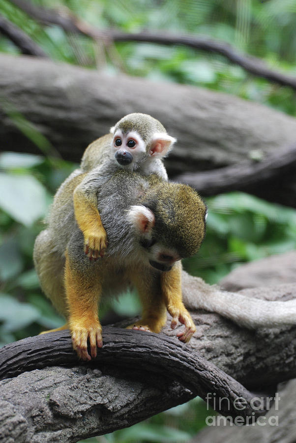 Common Squirrel Monkey Baby with Its Mom Photograph by DejaVu Designs