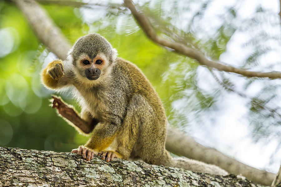 Common Squirrel Monkey Photograph by Belinda Greb