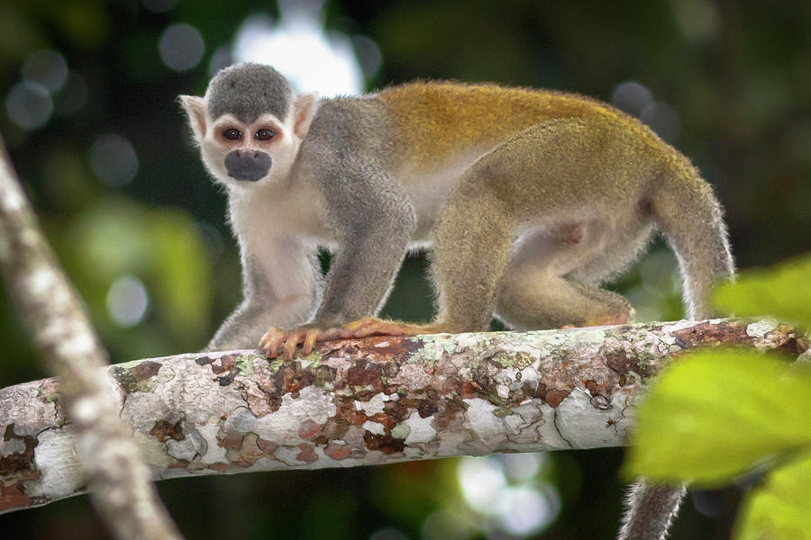 Common Squirrel Monkey La Macarena Colombia Photograph by Adam Rainoff