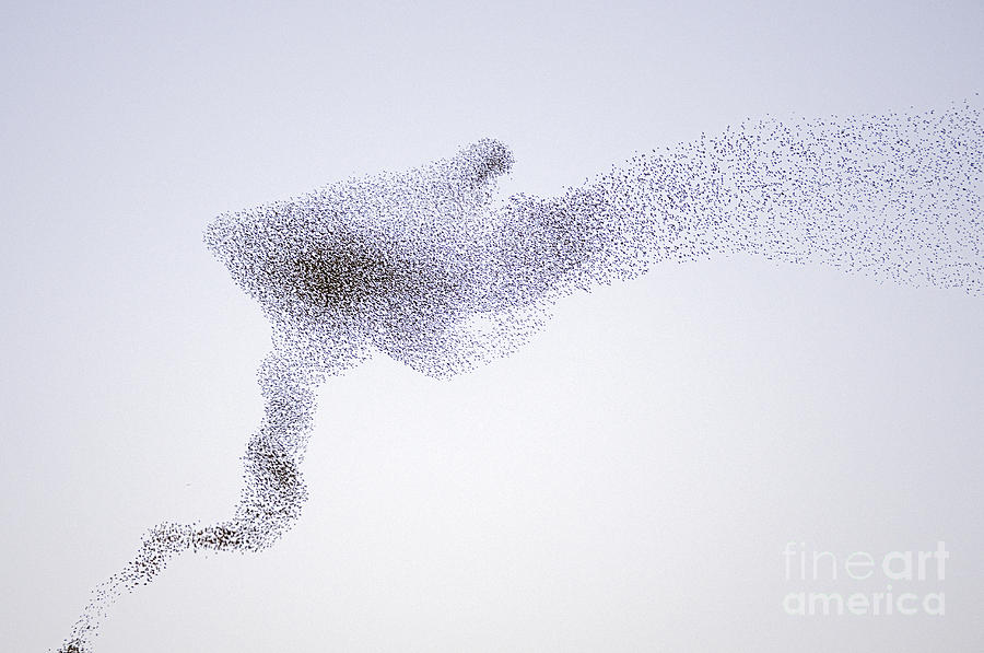 Common Starling Flock Photograph by Marcel Van Kammen Common Starling Flock Photograph by Marcel Van Kammen