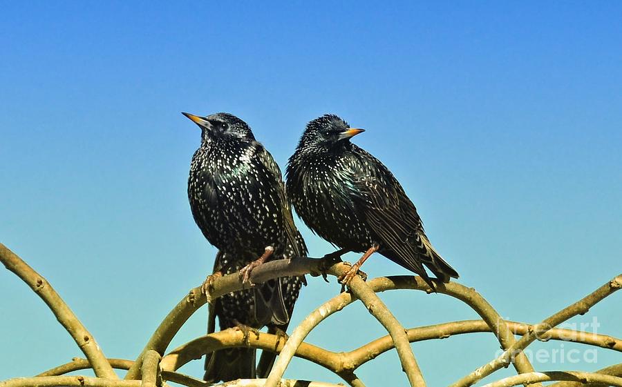  Common Starlings  Photograph by Elaine Manley